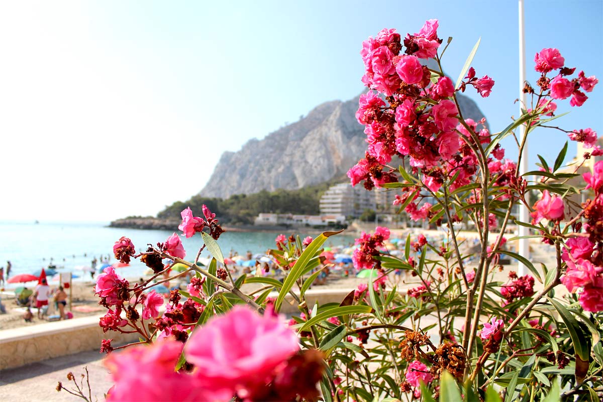 Fleurs-de-mer-calp-espagne-elygypset